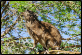 Ein Dassie (Klippschliefer) beim Fressen von frischen Blttern