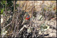 Rote Heuschrecke