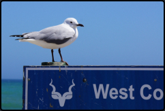 Eine Mwe auf dem Nationalpark-Schild